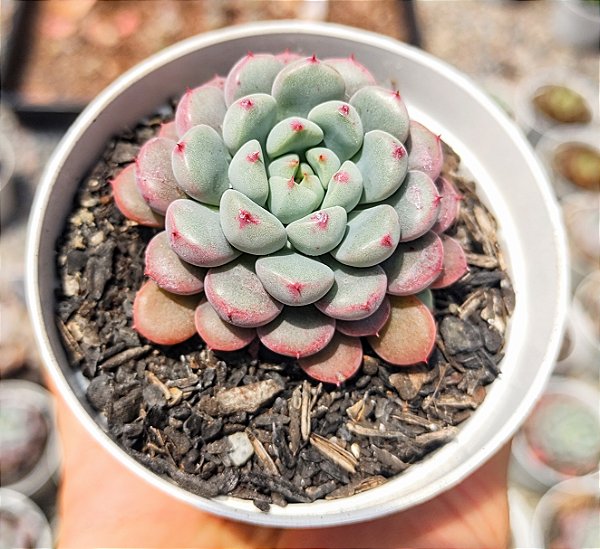 GRAP. SNOW PEACH POTE 9