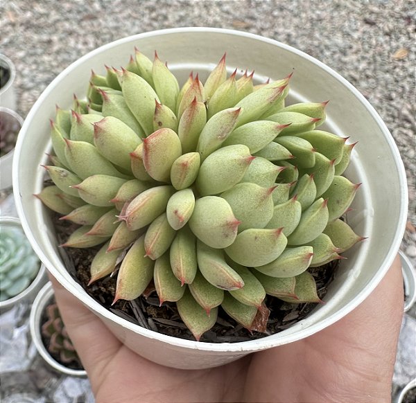 E. DREAM  CLUSTER POTE 9