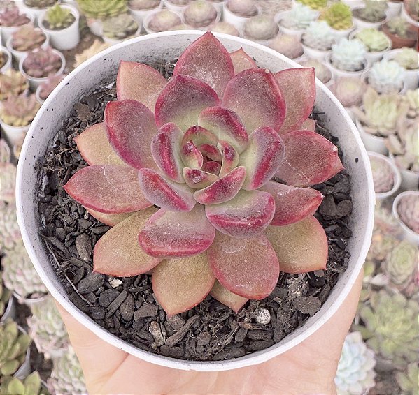 E. PURPLE MICRO STAR POTE 9