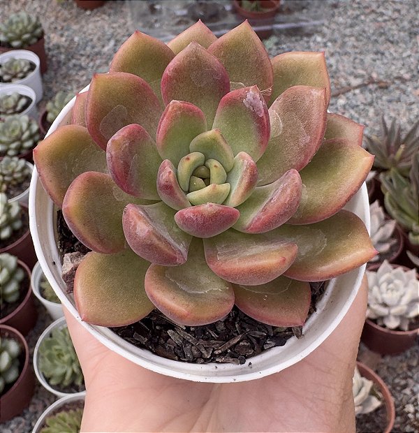 E. PURPLE MICRO STAR POTE 9