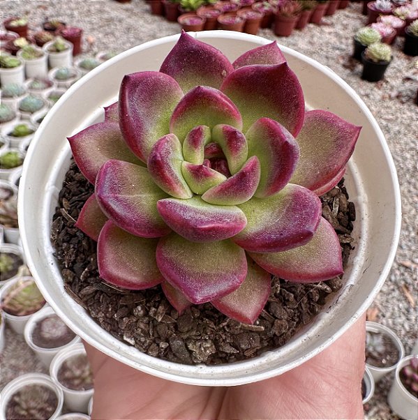E. PURPLE MICRO STAR POTE 9