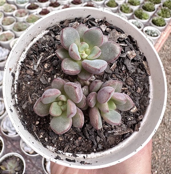 GRAP. PURPLE DREAMS POTE 9