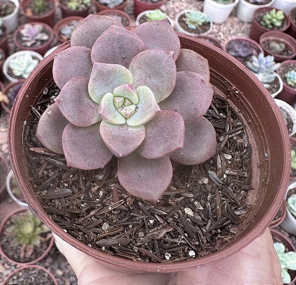 E. PURPLE PINK POTE 9