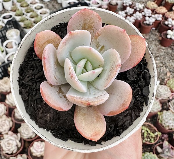E. SWEET MOON POTE 9