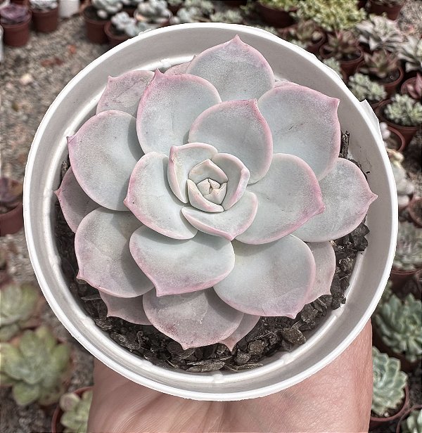 SED. SINFOROSANUM POTE 9