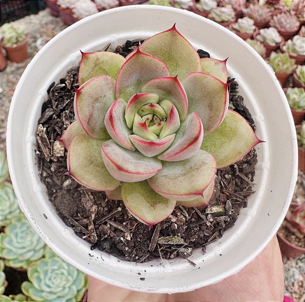 E. LADY MYRCELLA POTE 9
