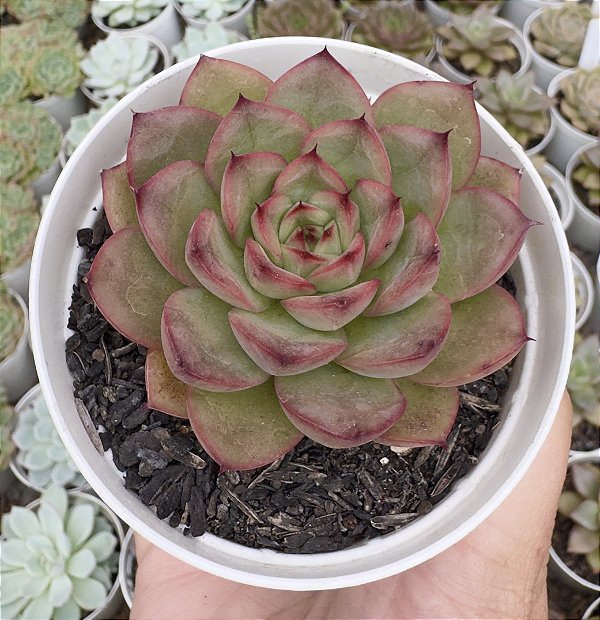 E. LADY MYRCELLA POTE 9