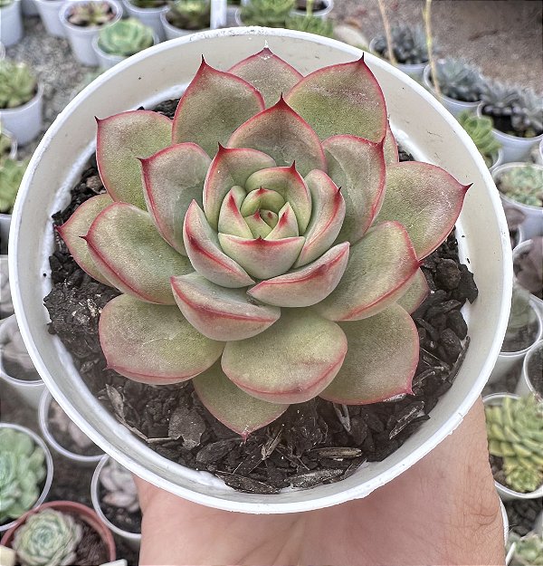 E. LADY MYRCELLA POTE 9