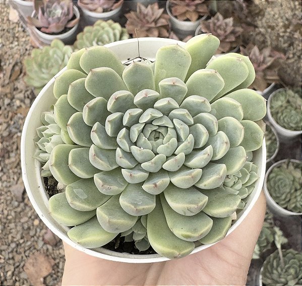 E. MEXICAN X MÍNIMA POTE 9