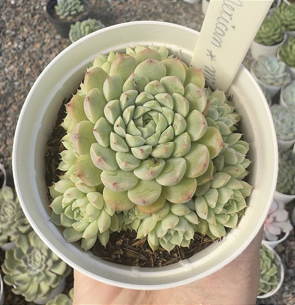 E. MEXICAN X MÍNIMA POTE 9