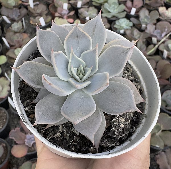 E. CUSPIDATA PARRASENSIS POTE 9