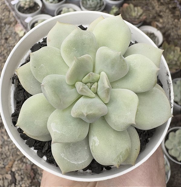 E. PEONY POTE 9