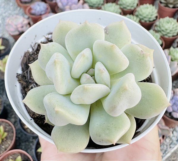 E. PEONY POTE 9