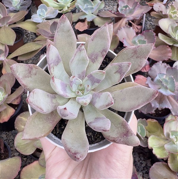 E. LADY LYANA POTE 9