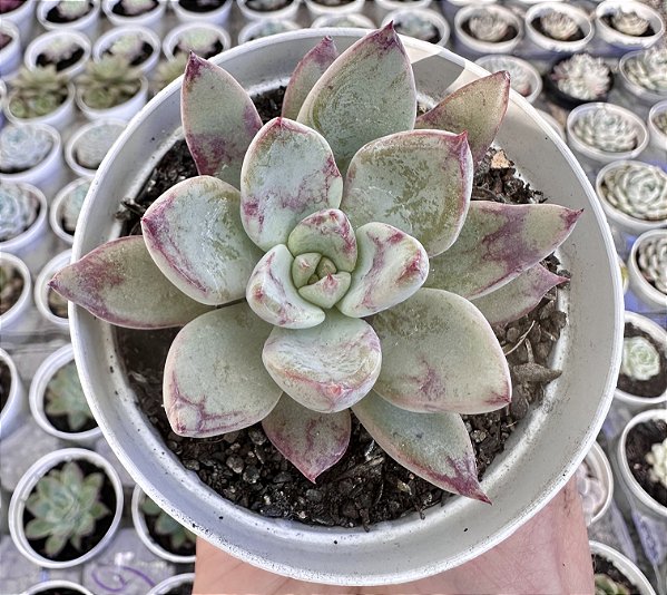 E. LADY LYANA POTE 9