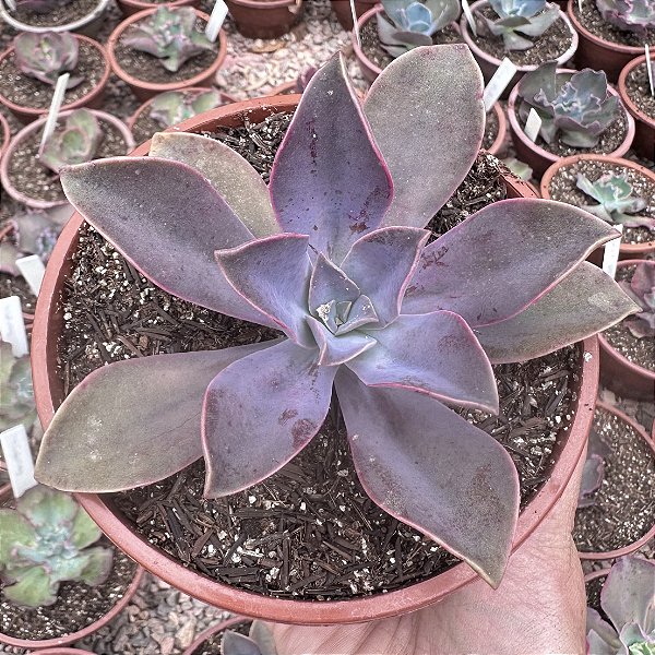 G. FRED IVES POTE 13