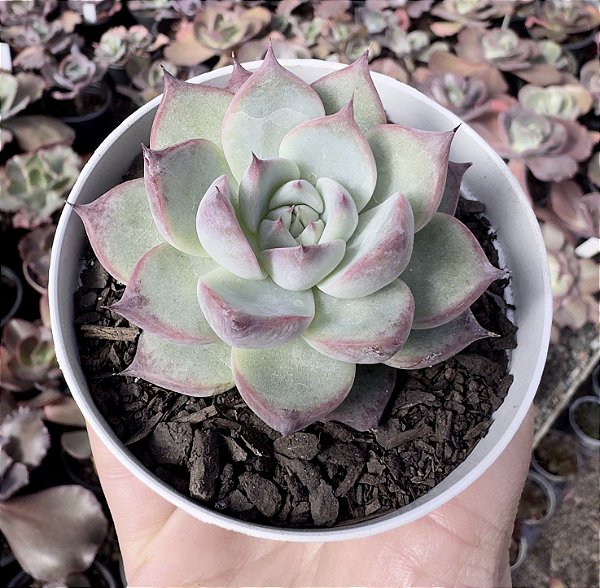 E. COLORATA HAAGE POTE 9