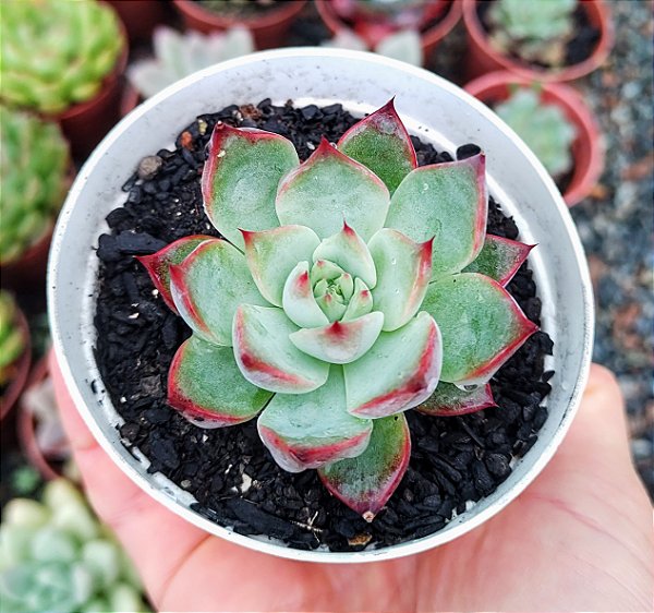 E. COLORATA HAAGE POTE 9