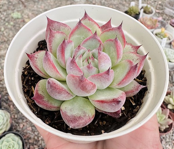 E. COLORATA HAAGE POTE 9