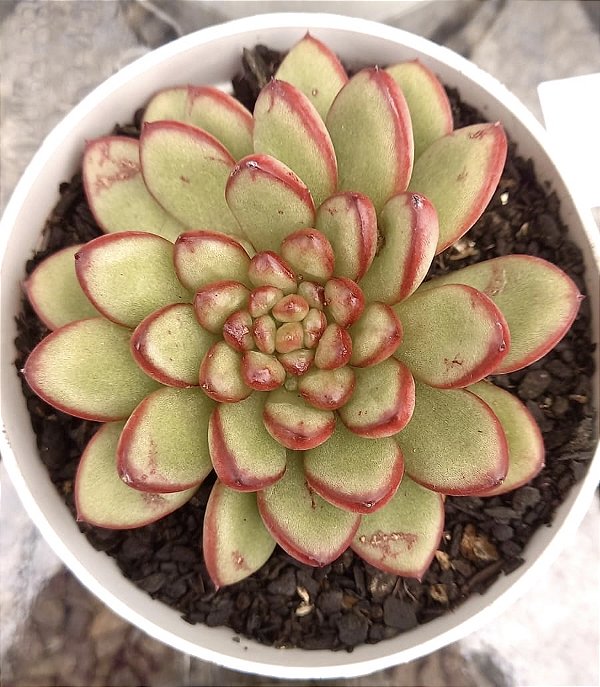E. DIAMOND HEART POTE 9