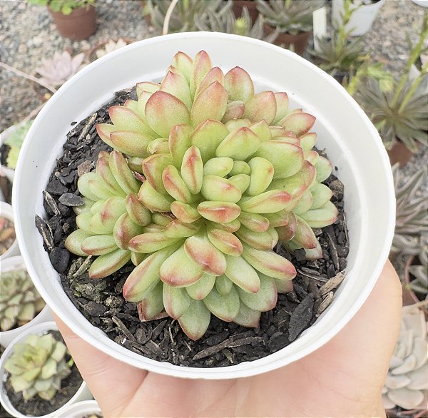 E. DIAMOND HEART POTE 9