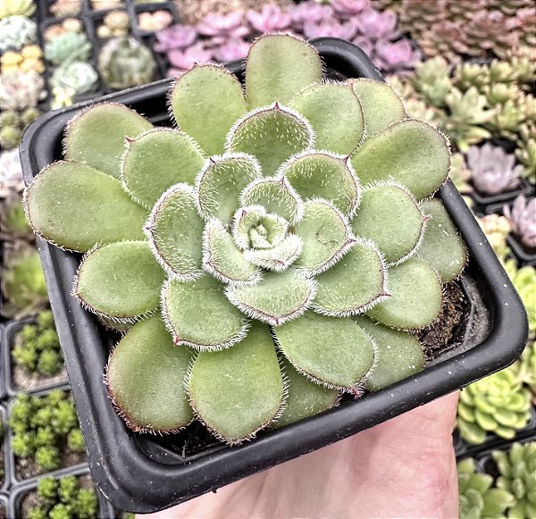 E. PAULA POTE 7