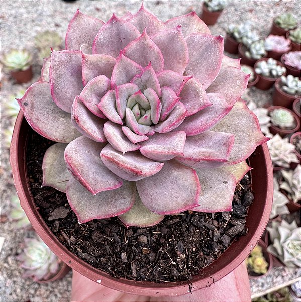 E. SUMMER POTE 9