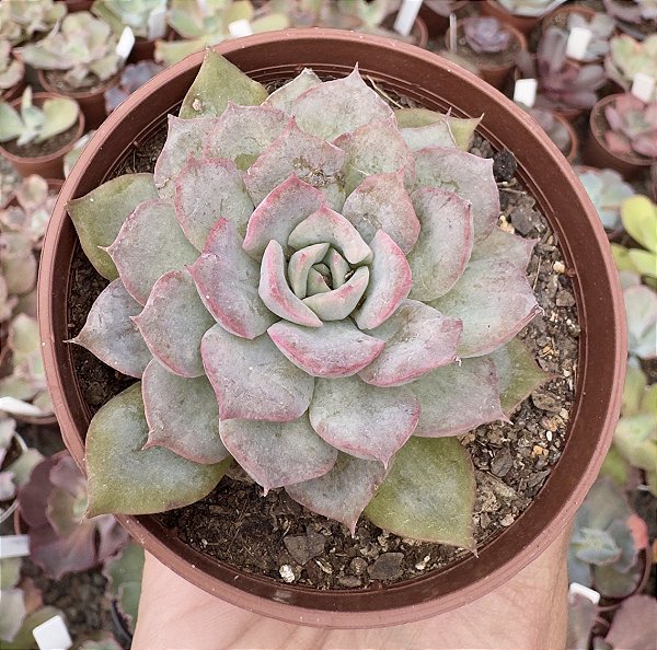 E. SUMMER POTE 9
