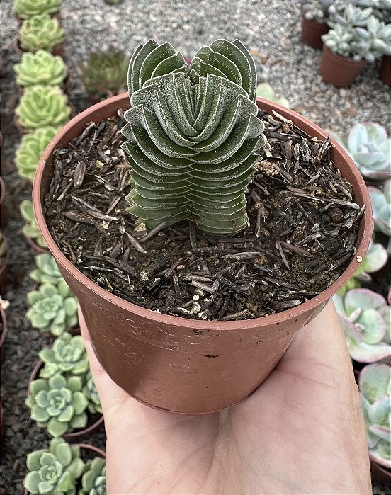CRASSULA TEMPLO DE BUDA POTE 9