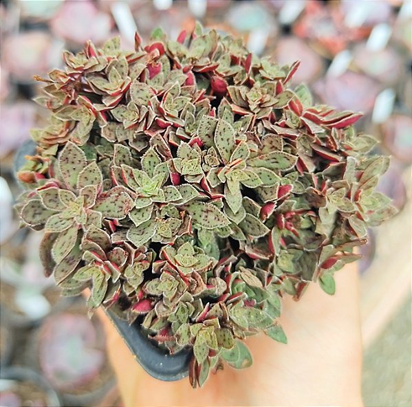 C. EXILIS  POTE 7