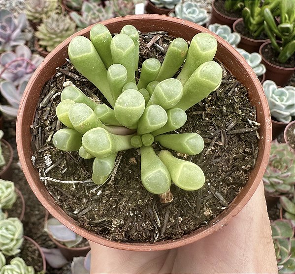 FENESTRARIA AURANTHIACA (DEDO DE ET) POTE 9