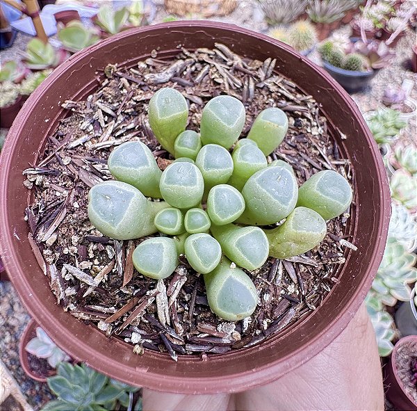 FENESTRARIA AURANTHIACA (DEDO DE ET) POTE 9