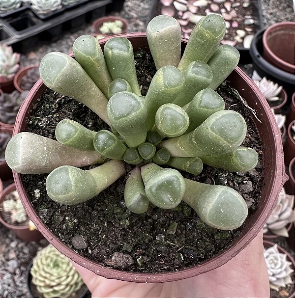 FENESTRARIA AURANTHIACA (DEDO DE ET) POTE 9
