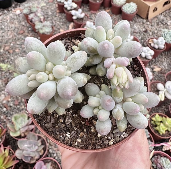 P. BABY FINGER COLÔNIA POTE 9