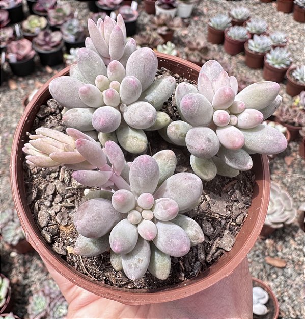 P. BABY FINGER COLÔNIA POTE 9