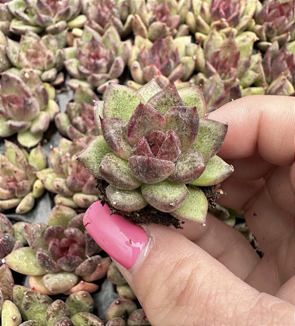 E. BLACK QUEEN PLUG