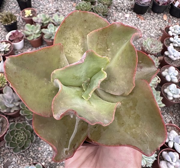 E. GIBB. EASTER BONNET POTE 9