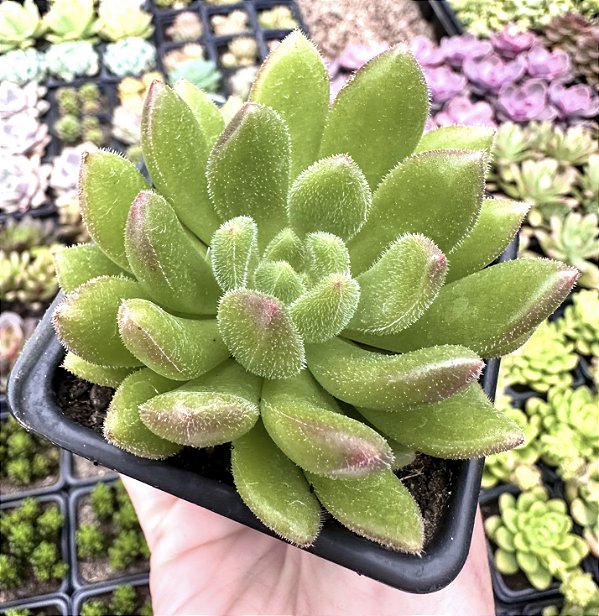 E. FRIDA KAHLO POTE 7