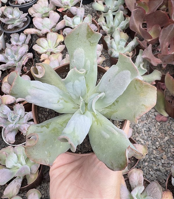 E. GIBB. CULIBRA POTE 9