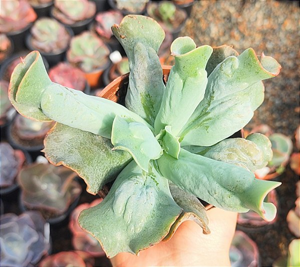 E. GIBB. CULIBRA POTE 9