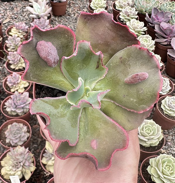 E. VIRGINIA LEE POTE 9