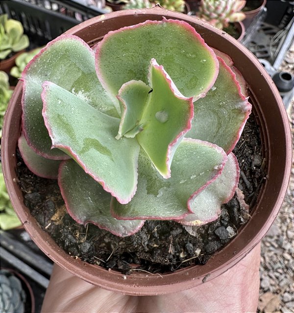E. VIRGINIA LEE POTE 9