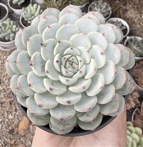 ECH. MINIMA WHITE POTE 9