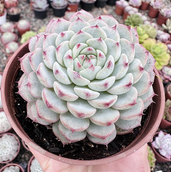 ECH. MINIMA WHITE POTE 9