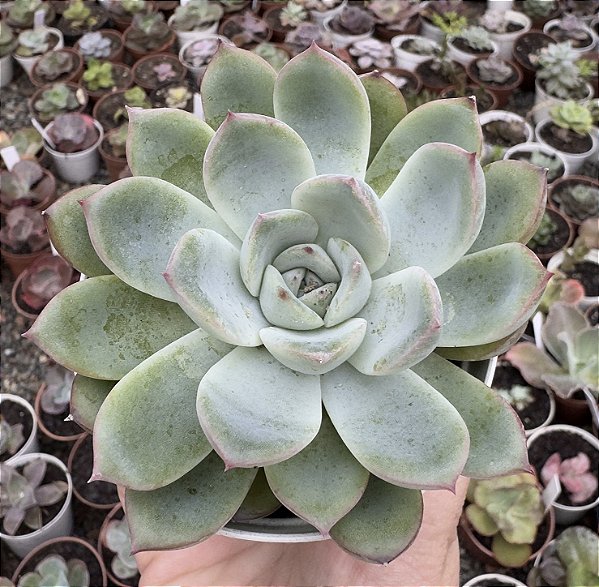 ECH. ANISE POTE 9