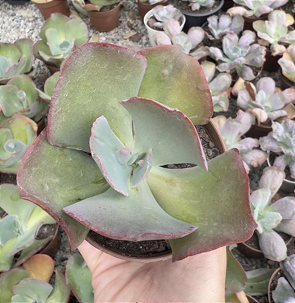 E. GIBB. BUMPS (CARÚNCULAS) POTE 9