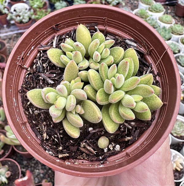 C. AUSENSIS COLÔNIA  POTE 9