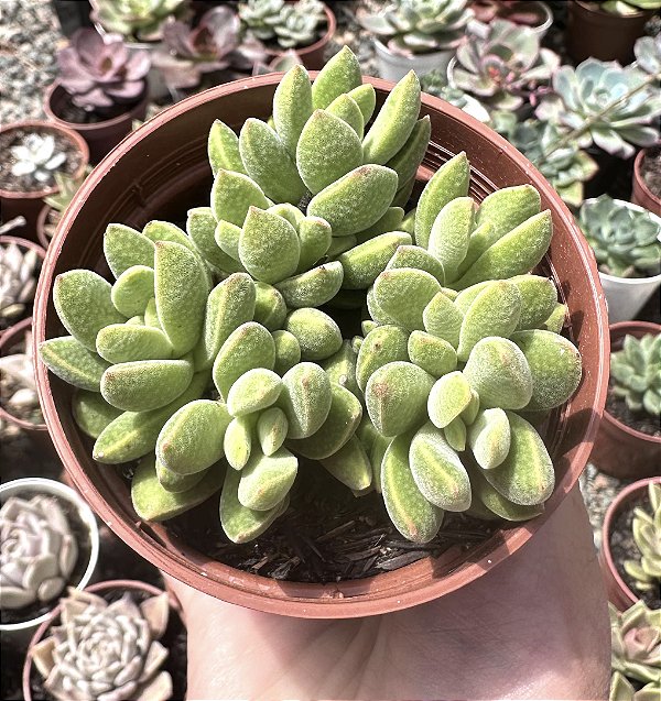 C. AUSENSIS COLÔNIA POTE 9