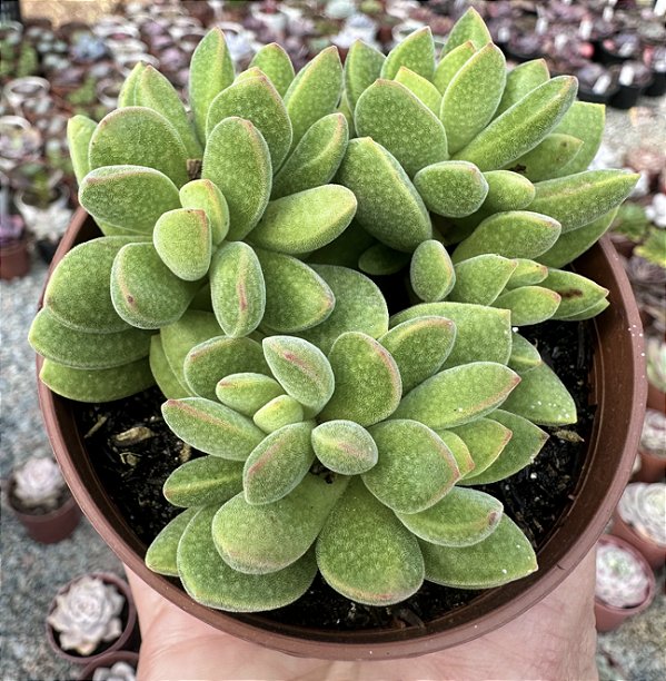 C. AUSENSIS COLÔNIA  POTE 9