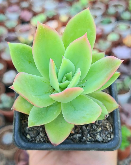 E. GOLDEN GLOW POTE 7